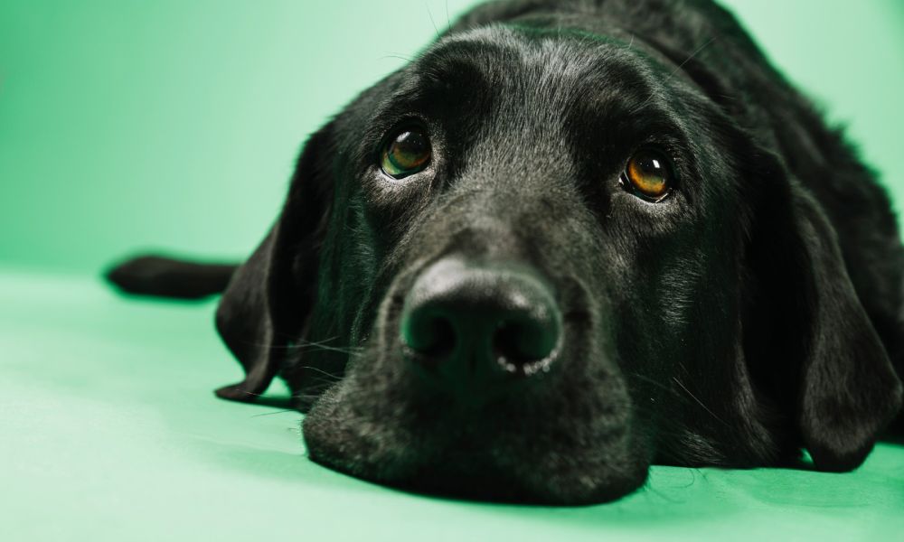 ¿Cómo-afecta-la- pirotecnia-a-las-mascotas?